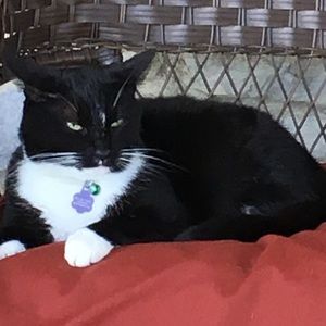 Meet your Posher, Anne